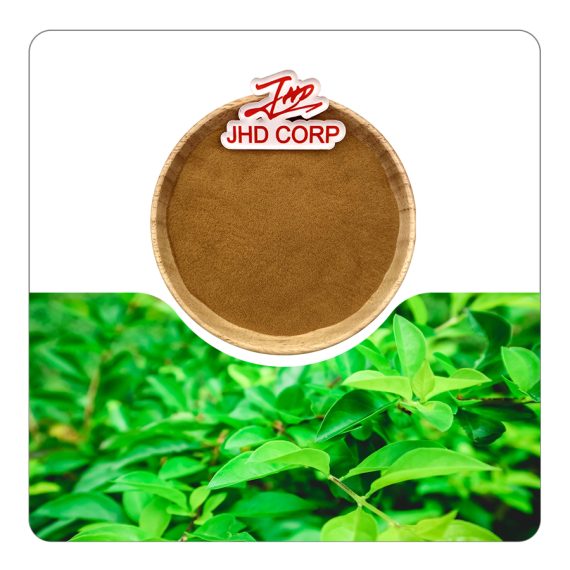 Gymnema Sylvestre Extract Powder